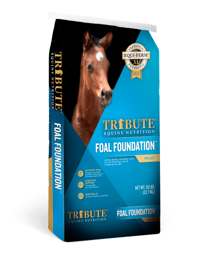 Foal_Foundation